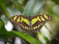 This one blended into the foliage quite well.